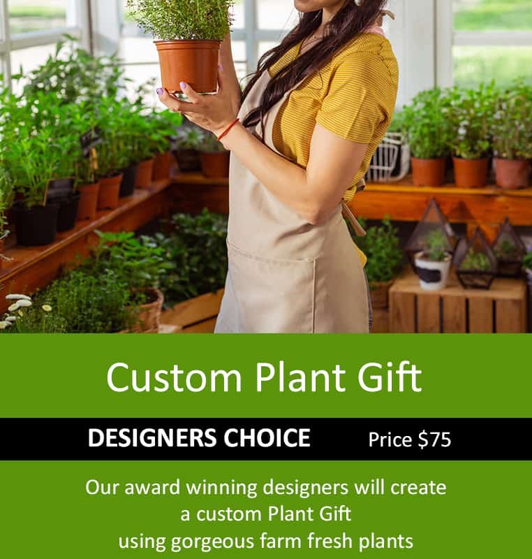 Custom Plant Gift