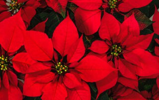 Poinsettia Plants, Red Poinsettias, White Poinsettias