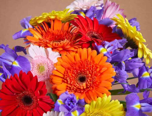 Huisman Flowers Offers Same Day Flower Delivery to Beechwood MI