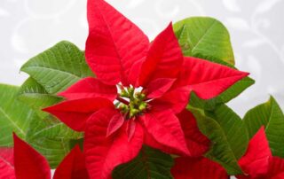 Huisman Flowers offers Christmas and Hanukah Flowers