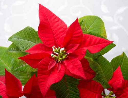 Douglas Michigan Flower Delivery for Christmas and Hanukah is Offered at Huisman Flowers