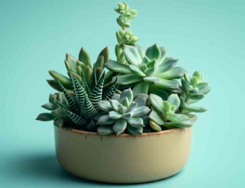 Father’s Day Plants Honor the Father Figures in our Lives
