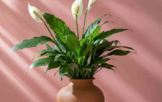 Peace Lily for Mother's Day