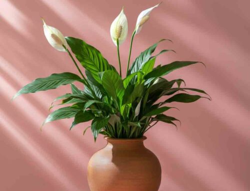 Mother’s Day Plants