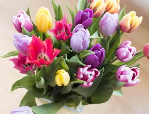 Teacher Thank you Flowers and Plants – School Delivery